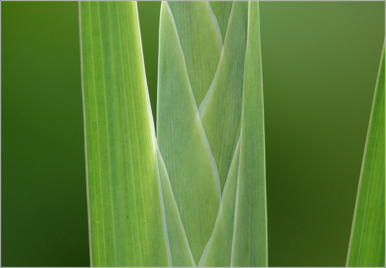 Image of Gladiolus &times; gandavensis specimen.
