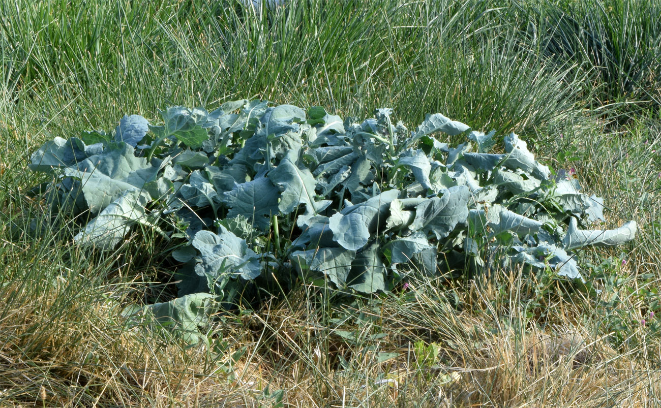 Изображение особи Brassica oleracea.