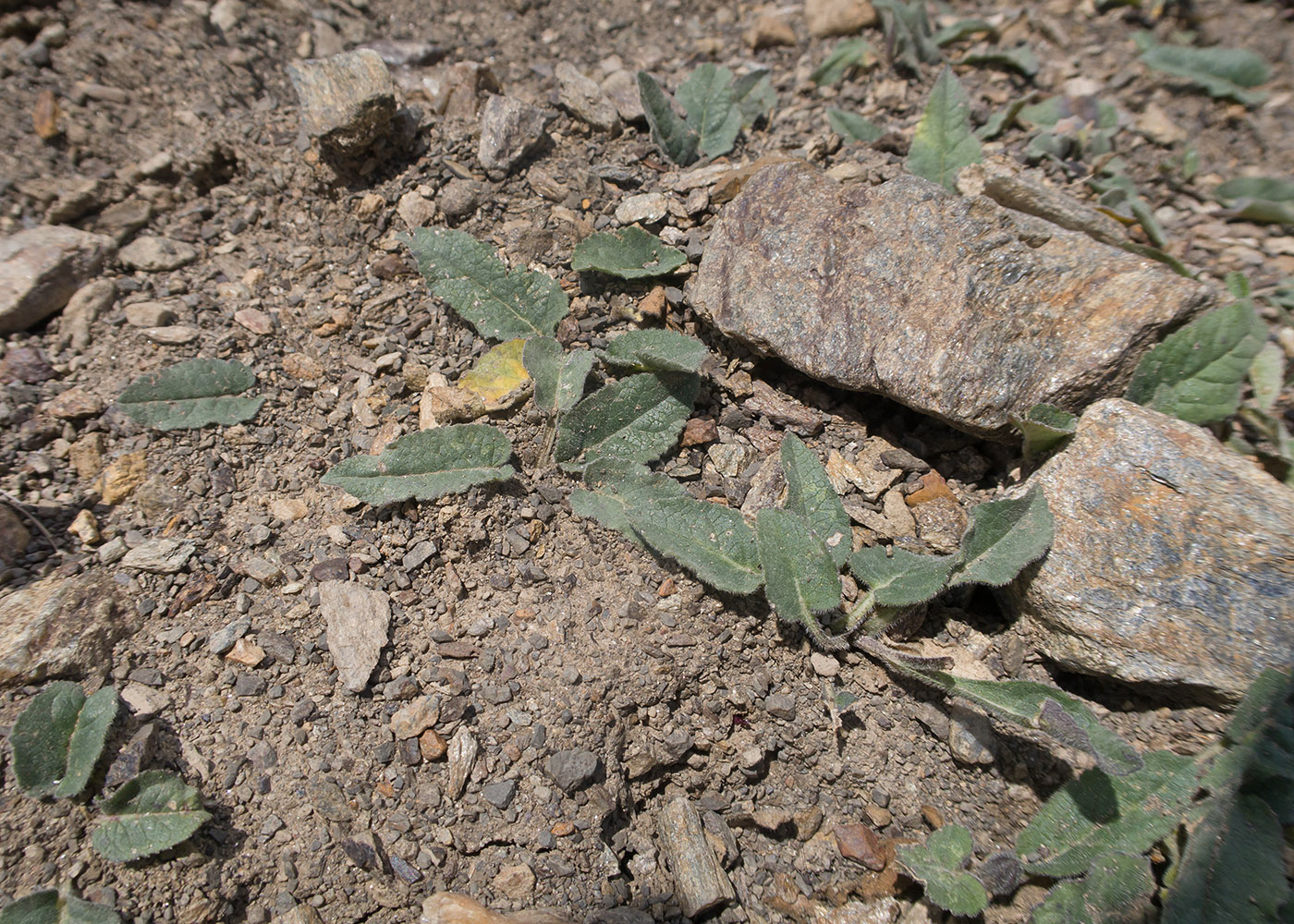 Image of genus Campanula specimen.