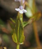 Lindernia procumbens. Цветок и лист. Приморский край, Октябрьский р-н, окр. с. Чернятино, дол. р. Раздольная на левом берегу, пойма, на илистой отмели. 08.09.2025.