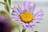 Aster spathulifolius. Соцветие. Приморский край, Владивостокский ГО, о. Клыкова, скала. 16.09.2025.