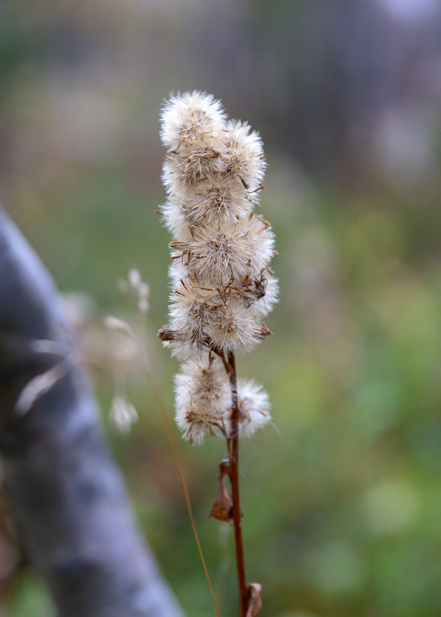 Изображение особи род Solidago.