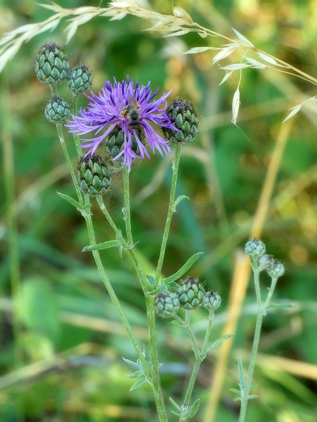 Image of Centaurea scabiosa specimen.
