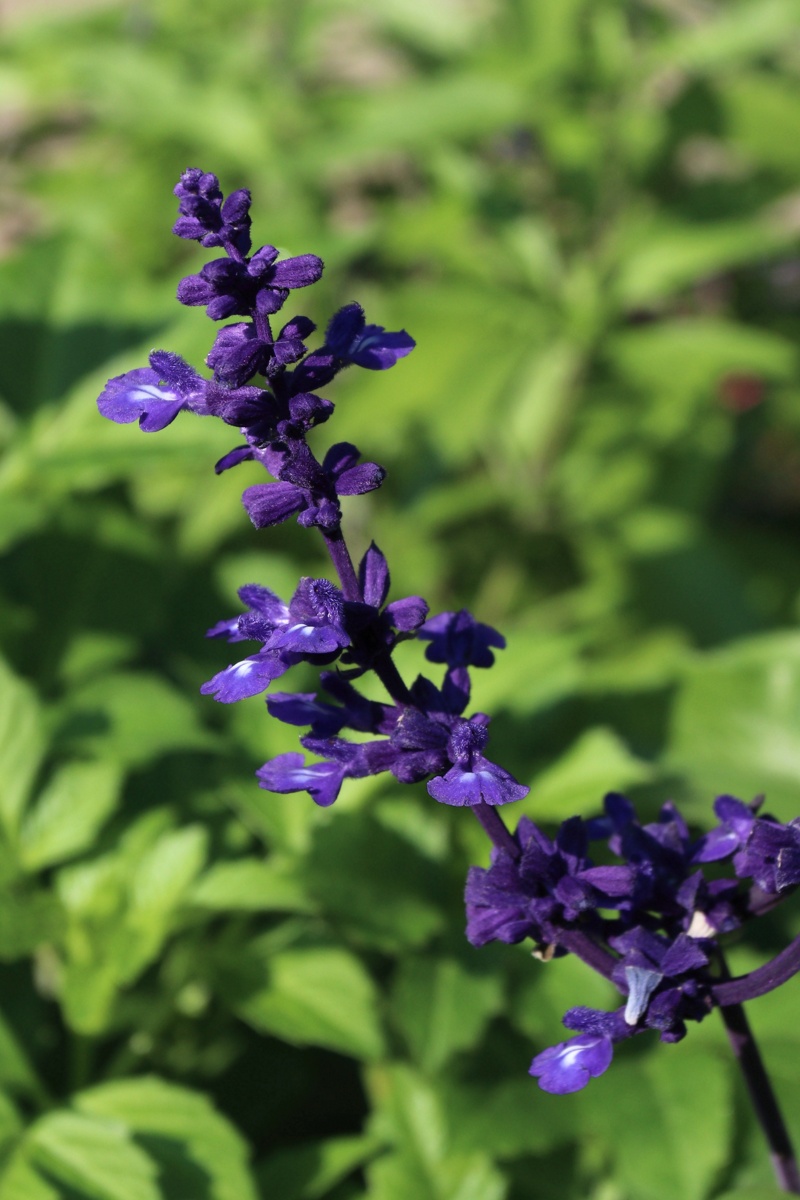 Изображение особи Salvia farinacea.