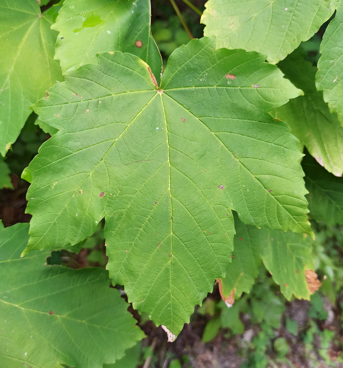 Изображение особи Acer pseudoplatanus.