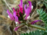 Astragalus suprapilosus. Соцветие и часть листа. Крым, муниципальный округ Судак, п-ов Меганом, рядом с грунтовой дорогой в 100 м от маяка, луг на песчано-глинистом склоне. 21.04.2025.