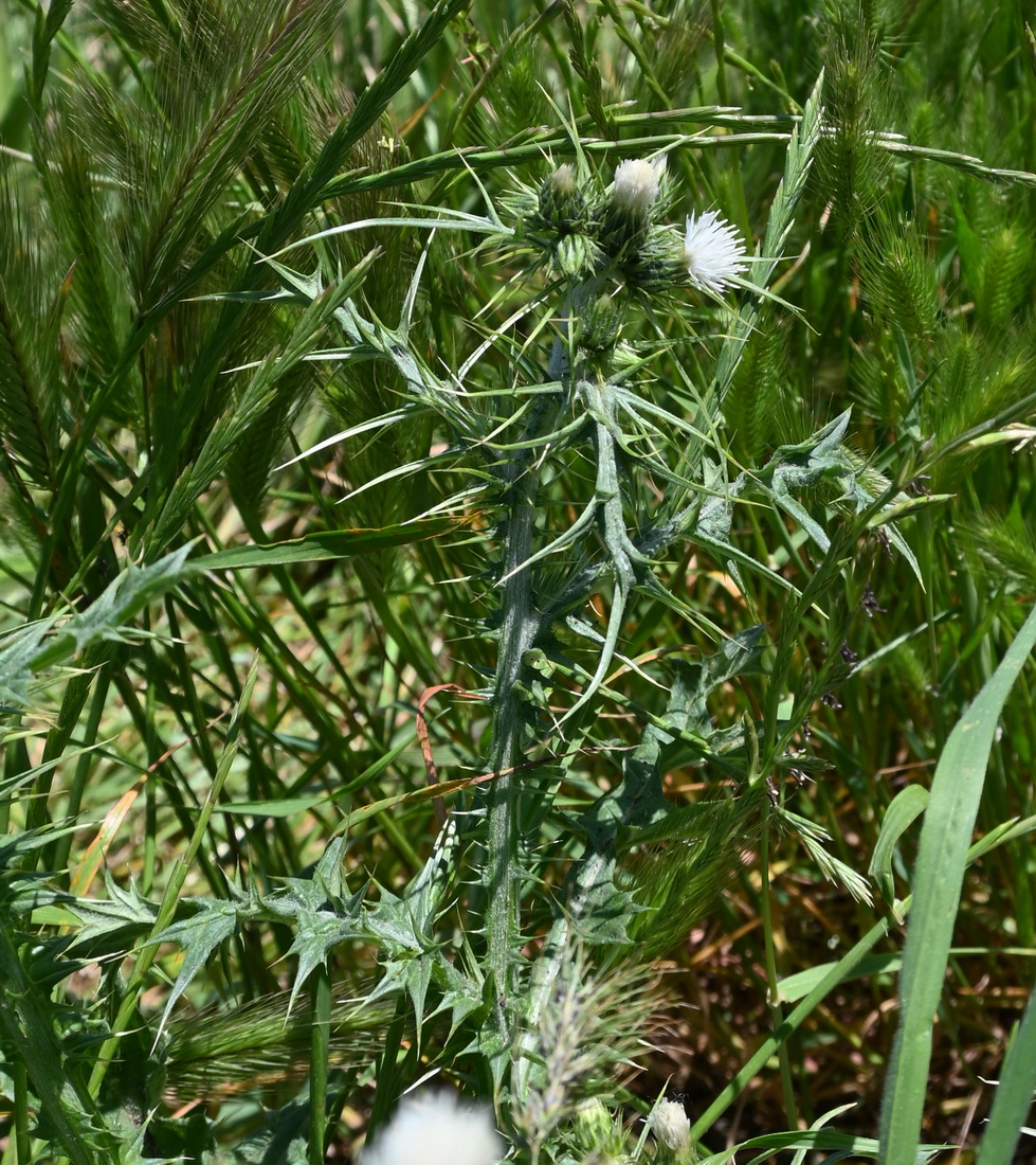 Image of Carduus arabicus specimen.