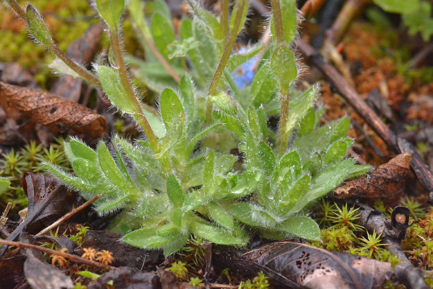 Image of Eritrichium sericeum specimen.