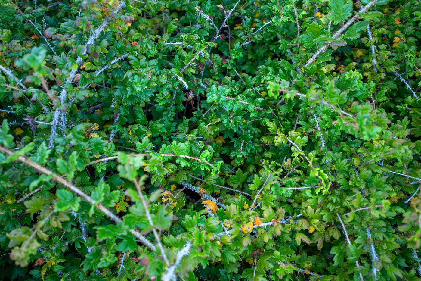 Изображение особи Grossularia burejensis.