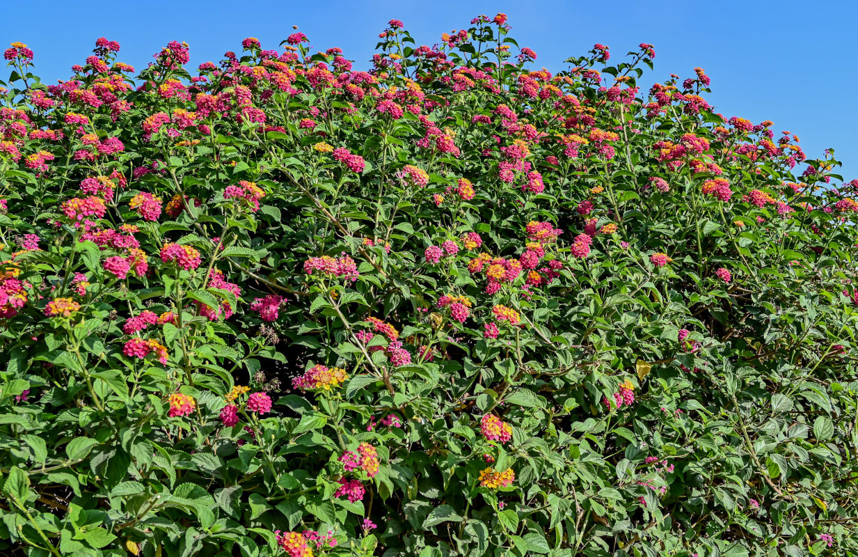 Изображение особи Lantana &times; strigocamara.
