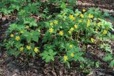 Anemone ranunculoides. Цветущие растения в сообществе со снытью (Aegopodium podagraria). Ленинградская обл., Ломоносовский р-н, окр. дер. Мал. Забородье, лес из лещины (Corylus avellana) близ пруда. 21.05.2025.