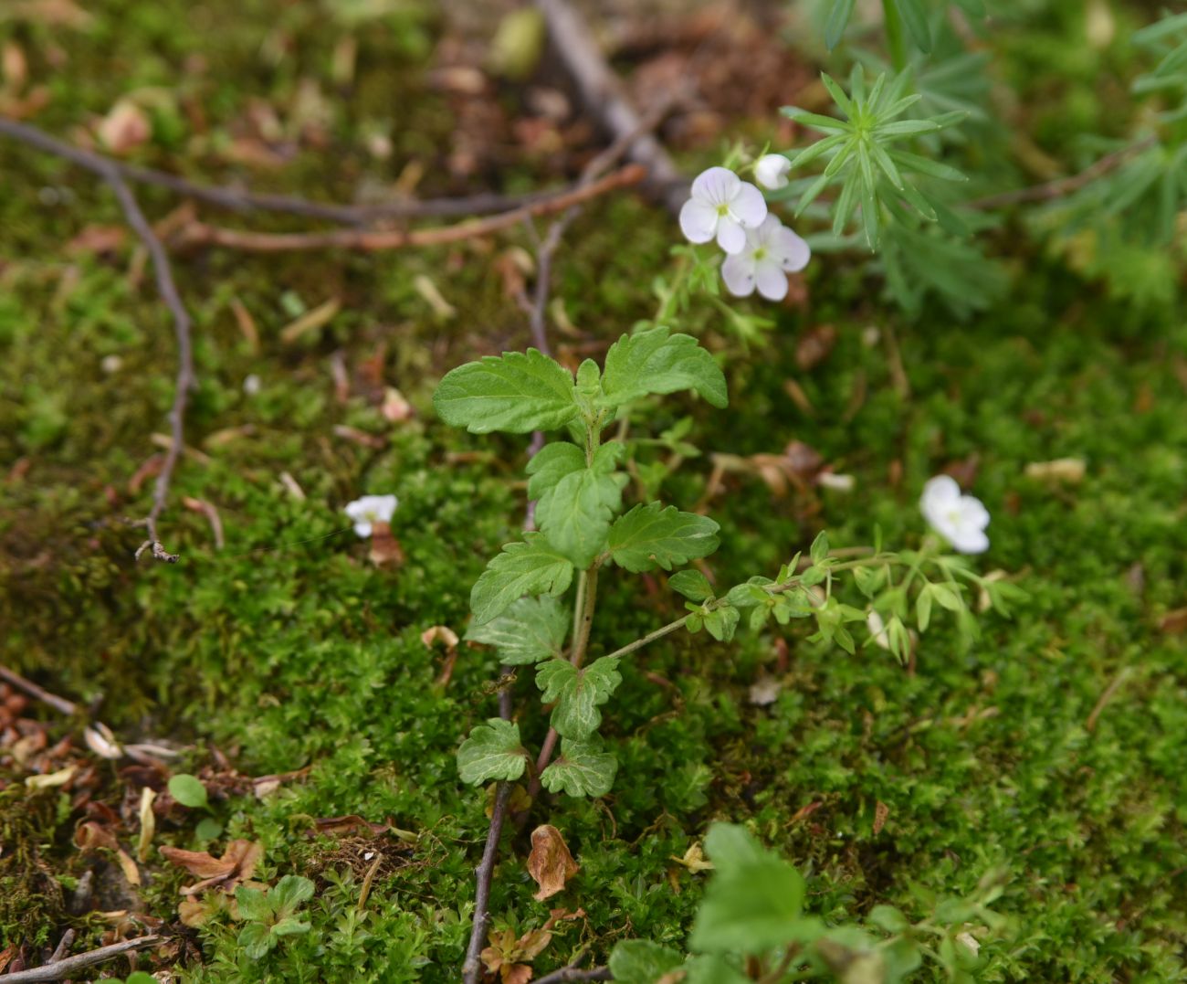 Image of genus Veronica specimen.