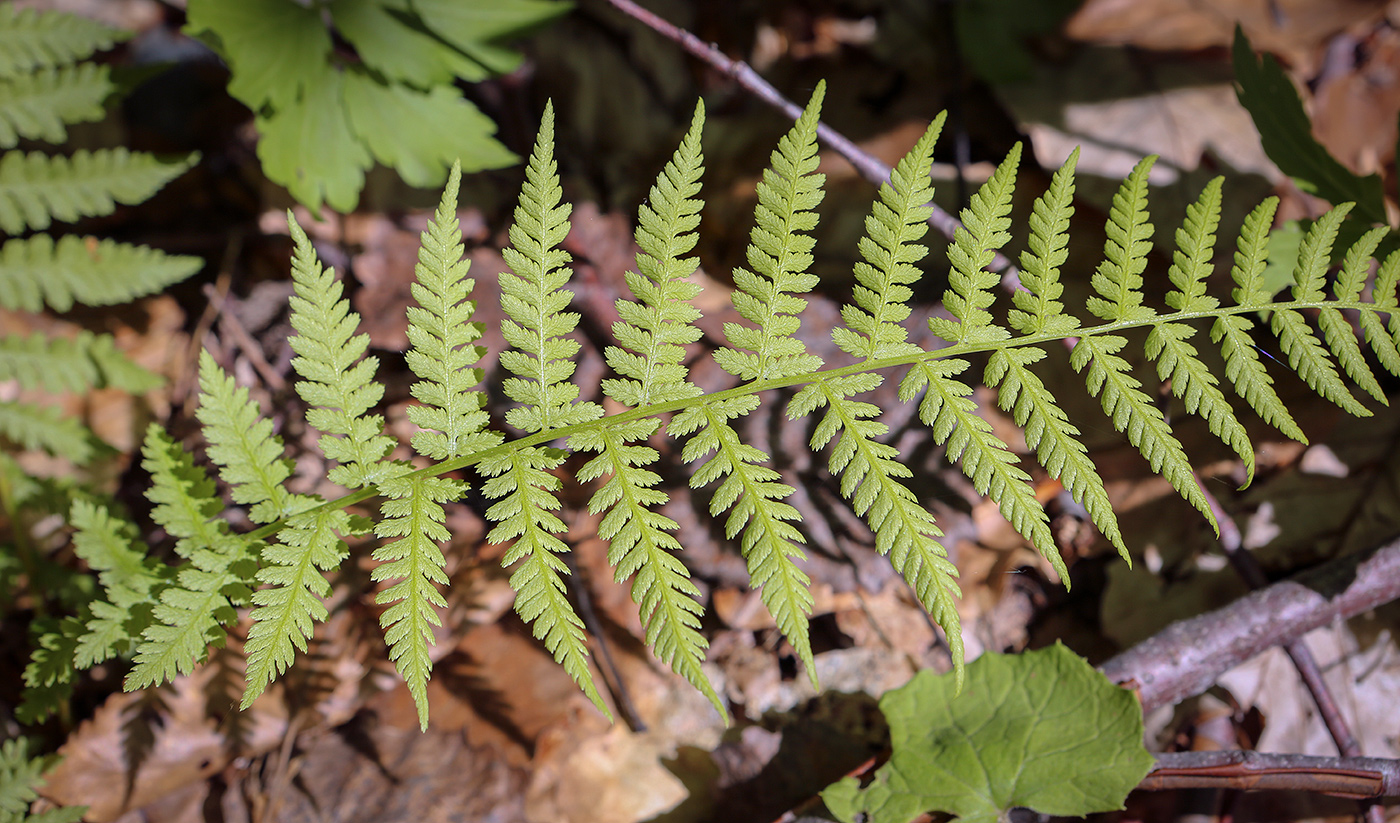 Image of Athyrium filix-femina specimen.