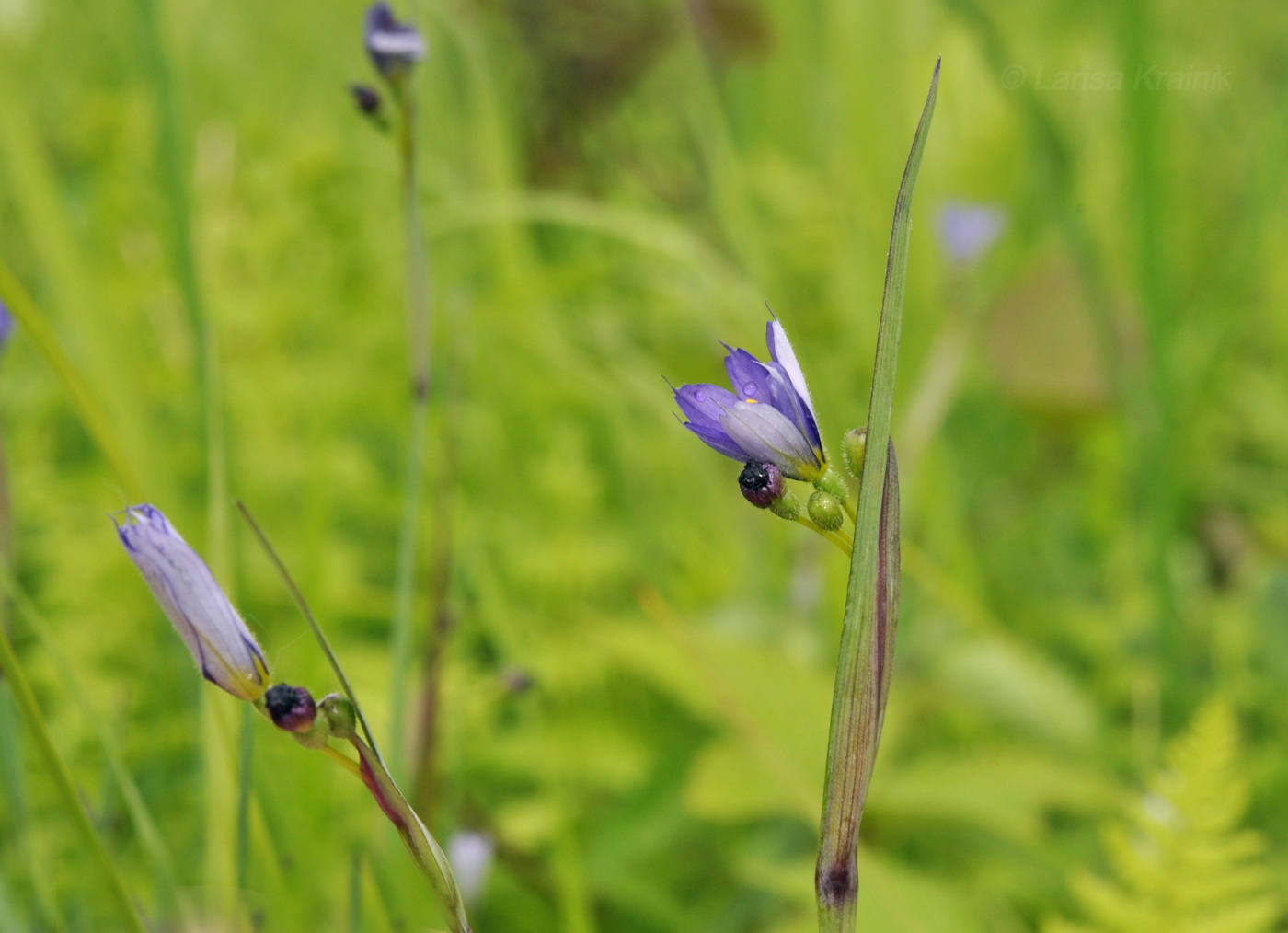 Изображение особи Sisyrinchium septentrionale.