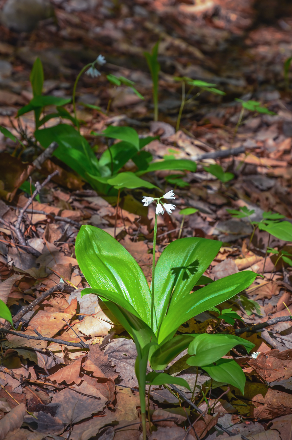 Image of Clintonia udensis specimen.