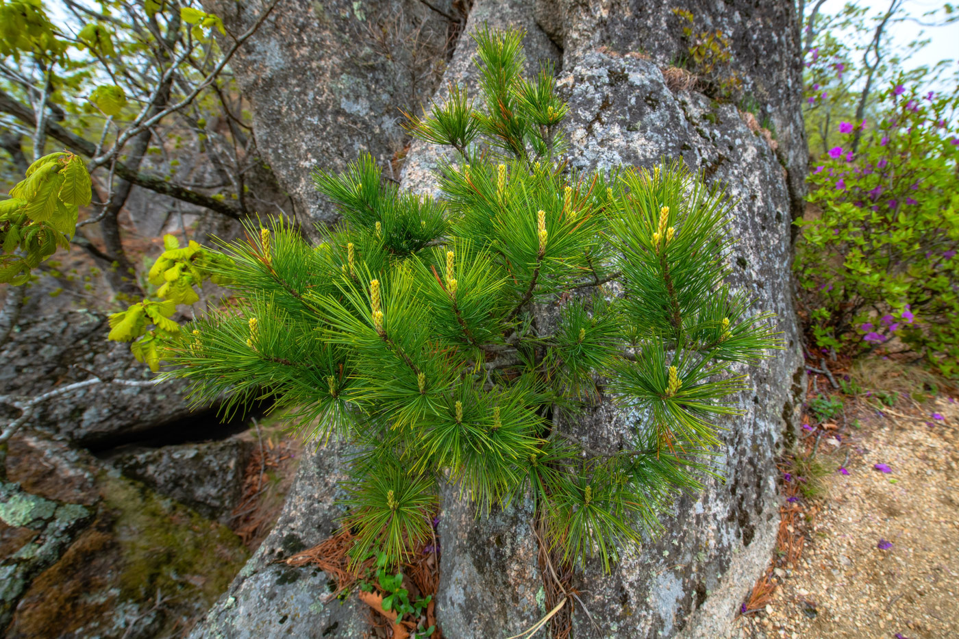 Изображение особи Pinus koraiensis.