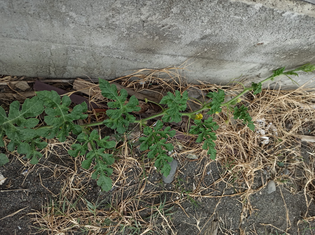 Image of Citrullus lanatus specimen.