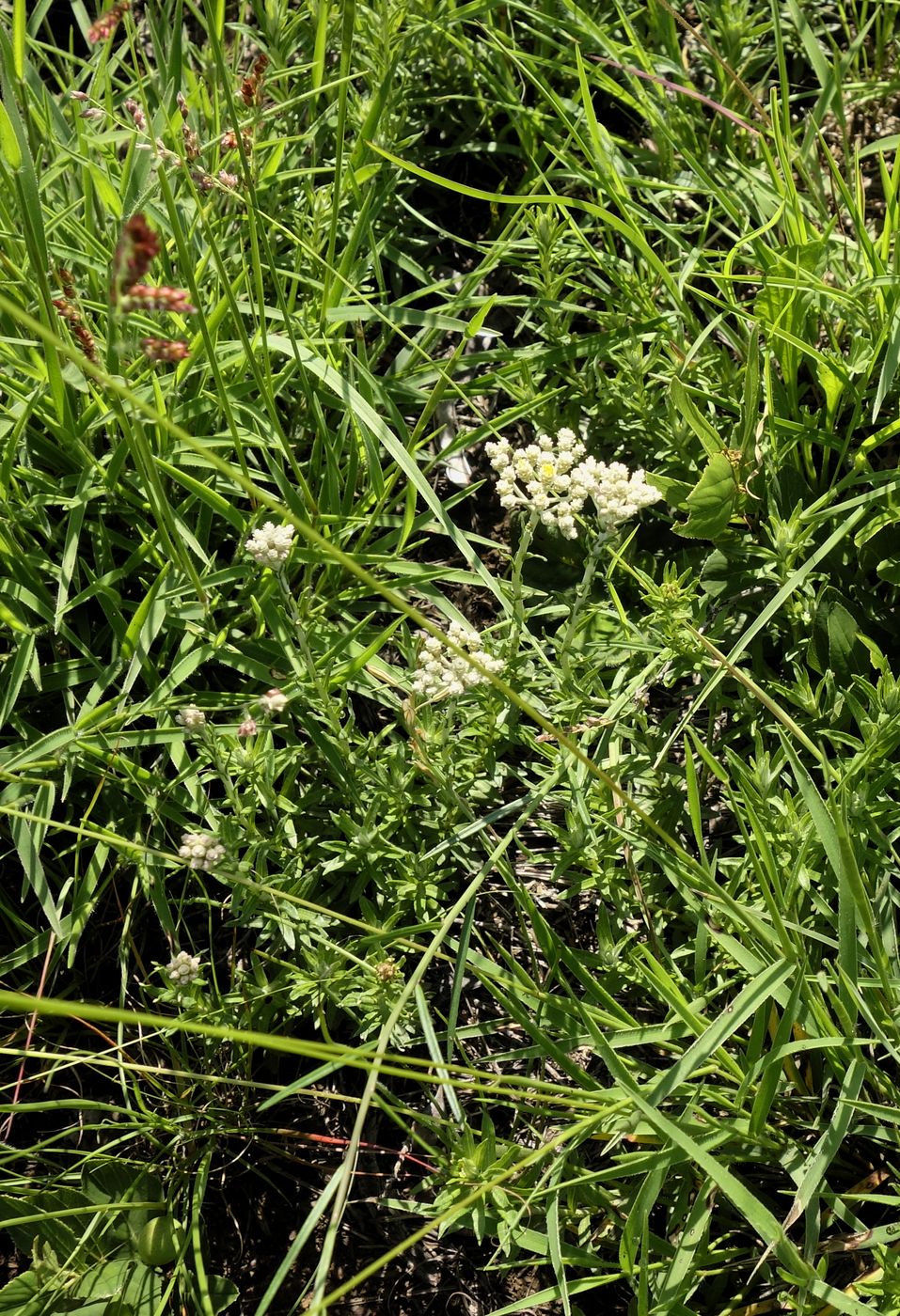 Image of genus Helichrysum specimen.