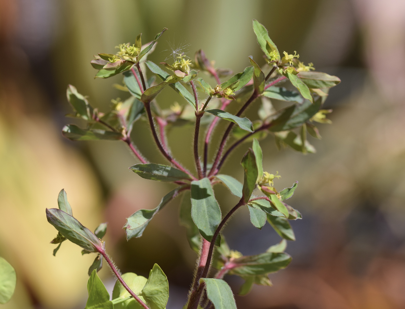 Image of Euphorbia amygdaloides specimen.