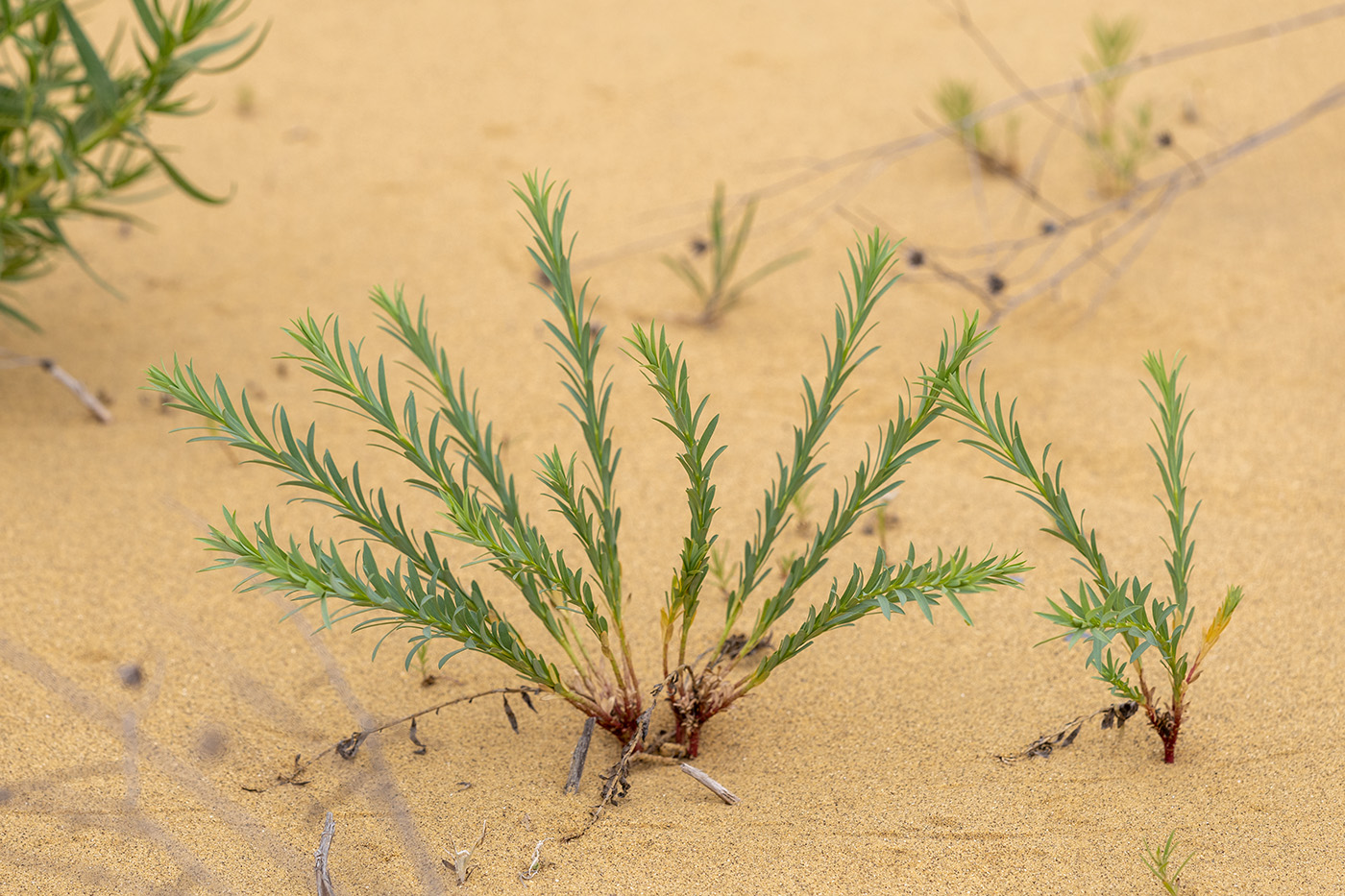 Image of Euphorbia seguieriana specimen.