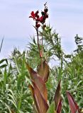 Canna indica. Верхушка цветущего и плодоносящего растения. Португалия, Азорские о-ва, о-в Сан-Мигел, р-н Ашада, в культуре. 12.08.2025.