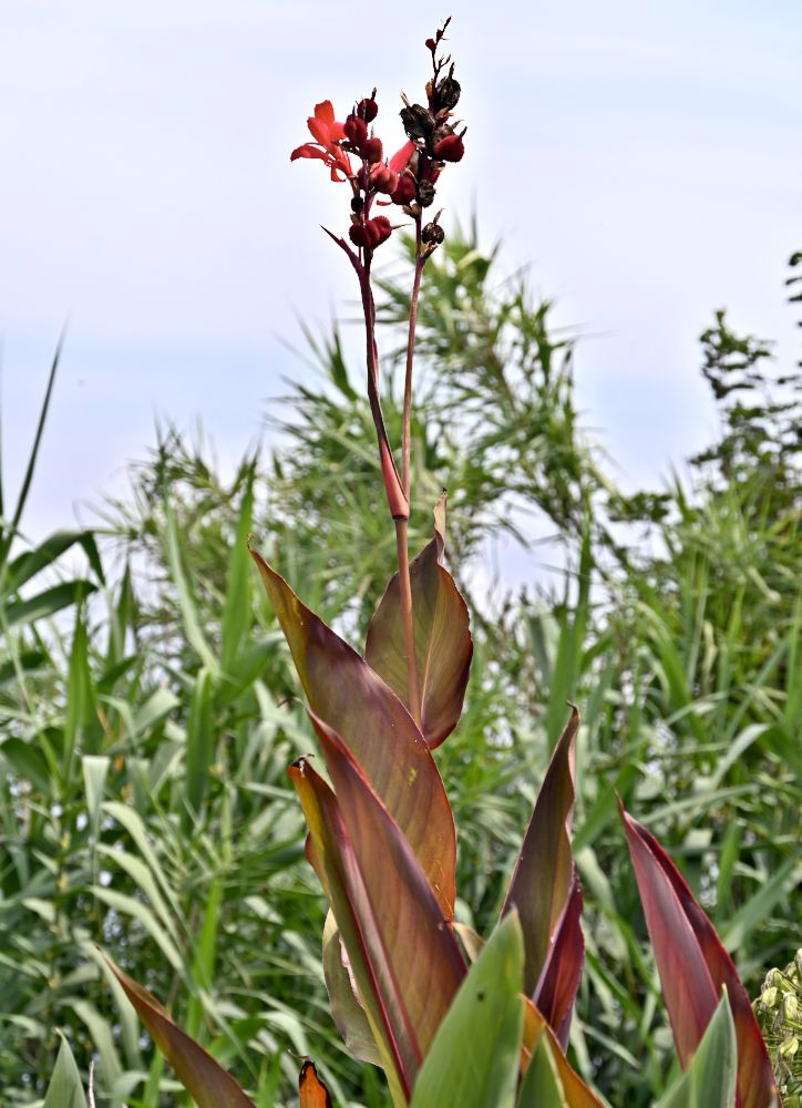 Image of Canna indica specimen.