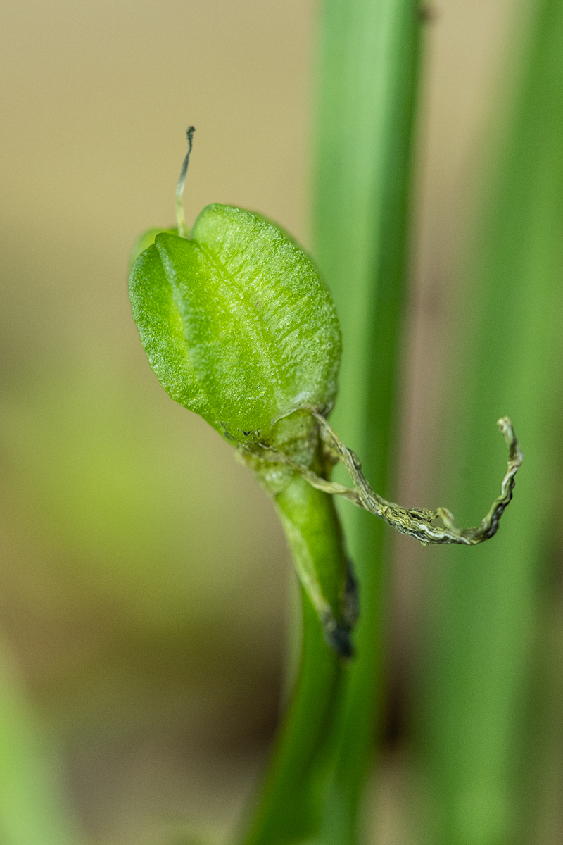 Image of Ornithogalum sintenisii specimen.