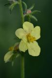 genus Verbascum. Цветок. Грузия, край Самцхе-Джавахети, окраина с. Тмогви, окр. южного берега оз. Цунда, горная степь. 6 июня 2026 г.