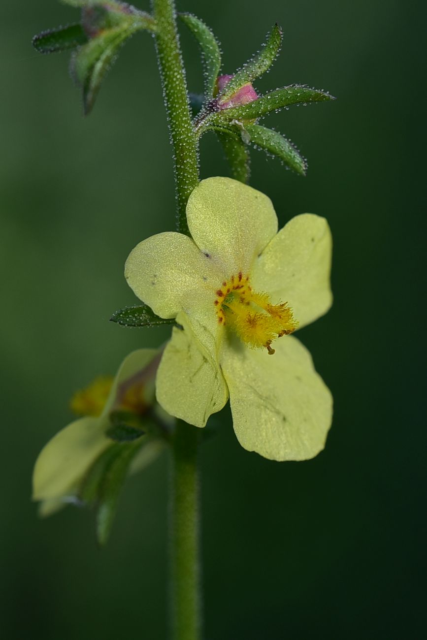 Image of genus Verbascum specimen.