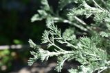 род Artemisia. Верхушка побега. Грузия, край Самцхе-Джавахети, окраина с. Тмогви, окр. южного берега оз. Цунда, горная степь. 8 июня 2026 г.
