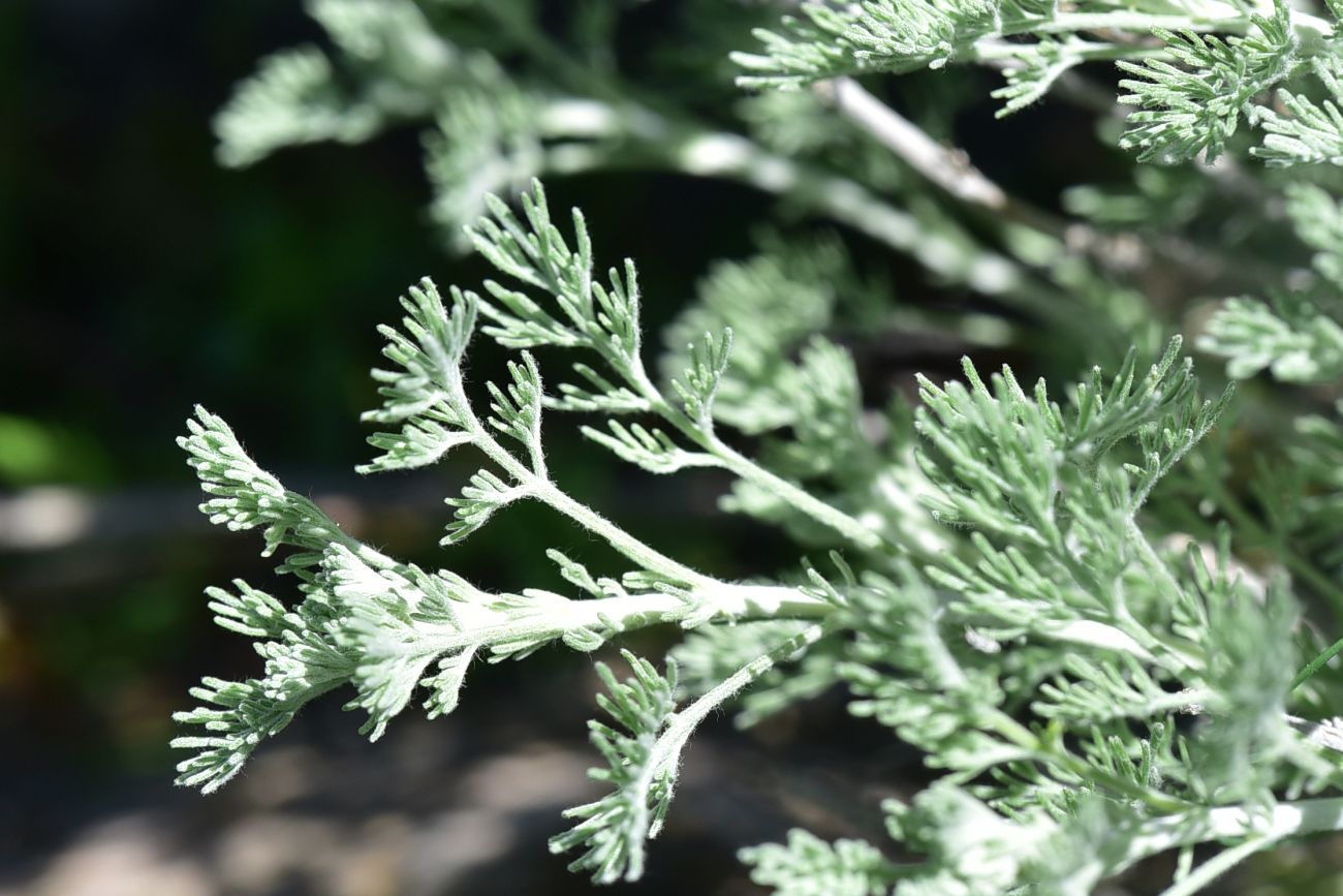 Image of genus Artemisia specimen.
