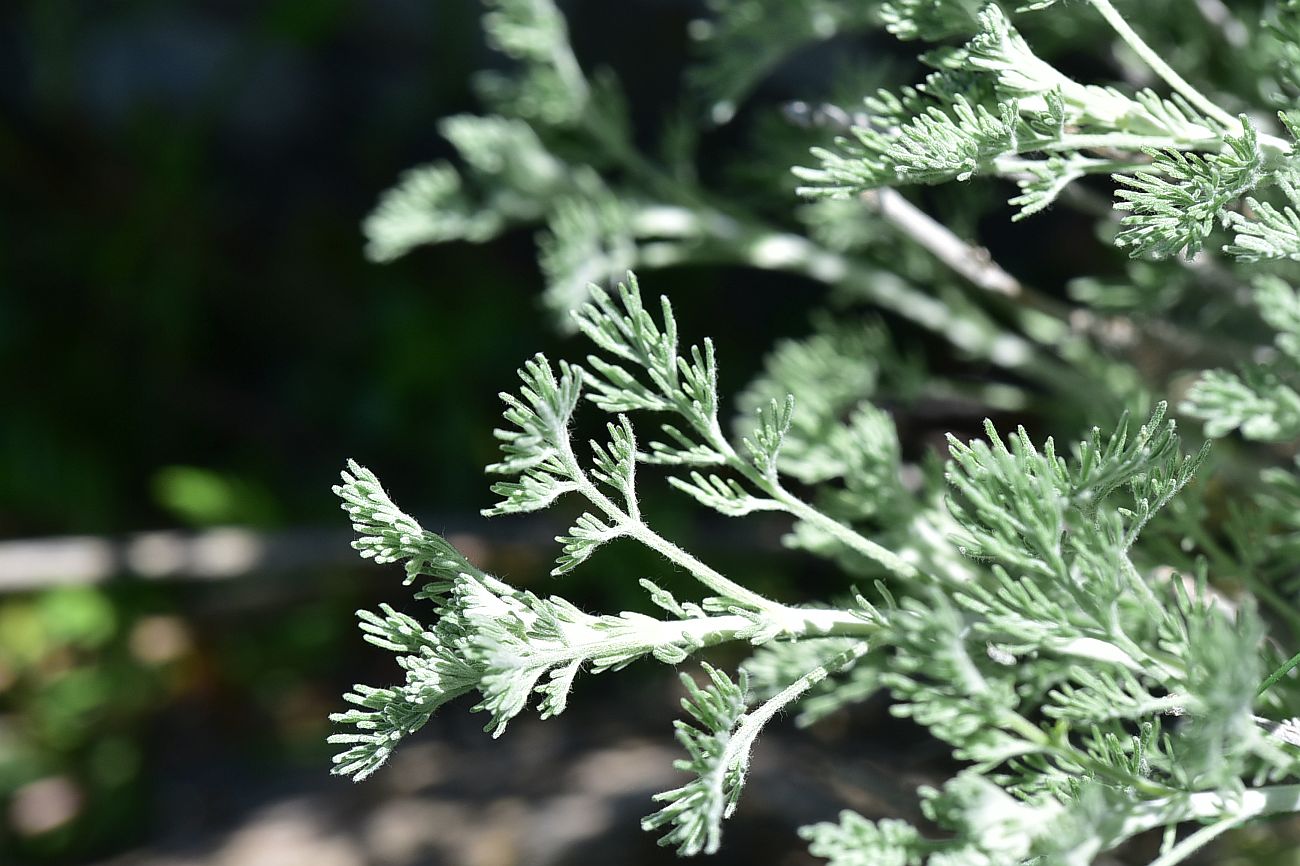Изображение особи род Artemisia.