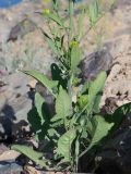 Sisymbrium brassiciforme. Прикорневая часть цветущего растения. Таджикистан, Горно-Бадахшанская автономная обл., Рушанский р-н, хр. Музкол, Сарезское оз., Усойский завал, ≈ 3255 м н.у.м., берег озера со скоплением крупноглыбового обломочного материала. 22 июня 2026 г.