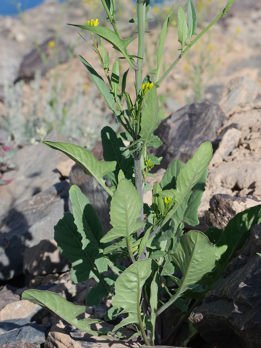 Image of Sisymbrium brassiciforme specimen.
