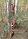 Salix cinerea. Побег женского растения с цветочными почками. Ярославская обл., Угличский р-н, берег пруда у дороги. 04.05.2011.