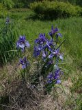 Iris sanguinea. Цветущее растение. Хабаровский край, окр. г. Комсомольск-на-Амуре, зарастающий луг. 16.06.2026.