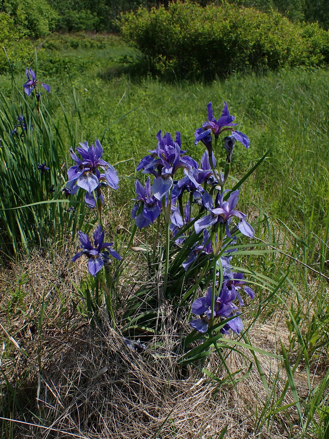 Image of Iris sanguinea specimen.