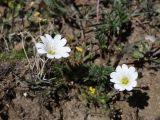familia Caryophyllaceae. Цветущие растения. Таджикистан, Горно-Бадахшанская автономная обл., Мургабский р-н, окр. пер. Харгуш, побережье оз. Харгуш, ≈ 4260 м н.у.м., берег ручья. 5 июля 2026 г.