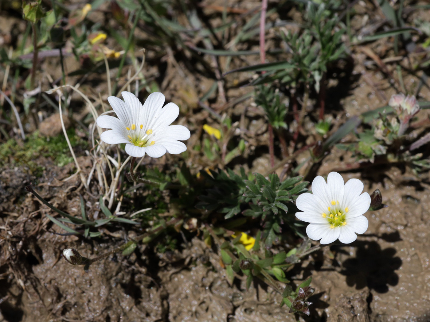 Изображение особи Dichodon cerastoides.