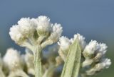 Anaphalis pterocaulon. Соцветия-корзинки и верхушка листовой пластины. Приморский край, Хасанский р-н, Зарубинское гор. пос., окр. с. Витязь, луг на вершине хр. 22.07.2026.