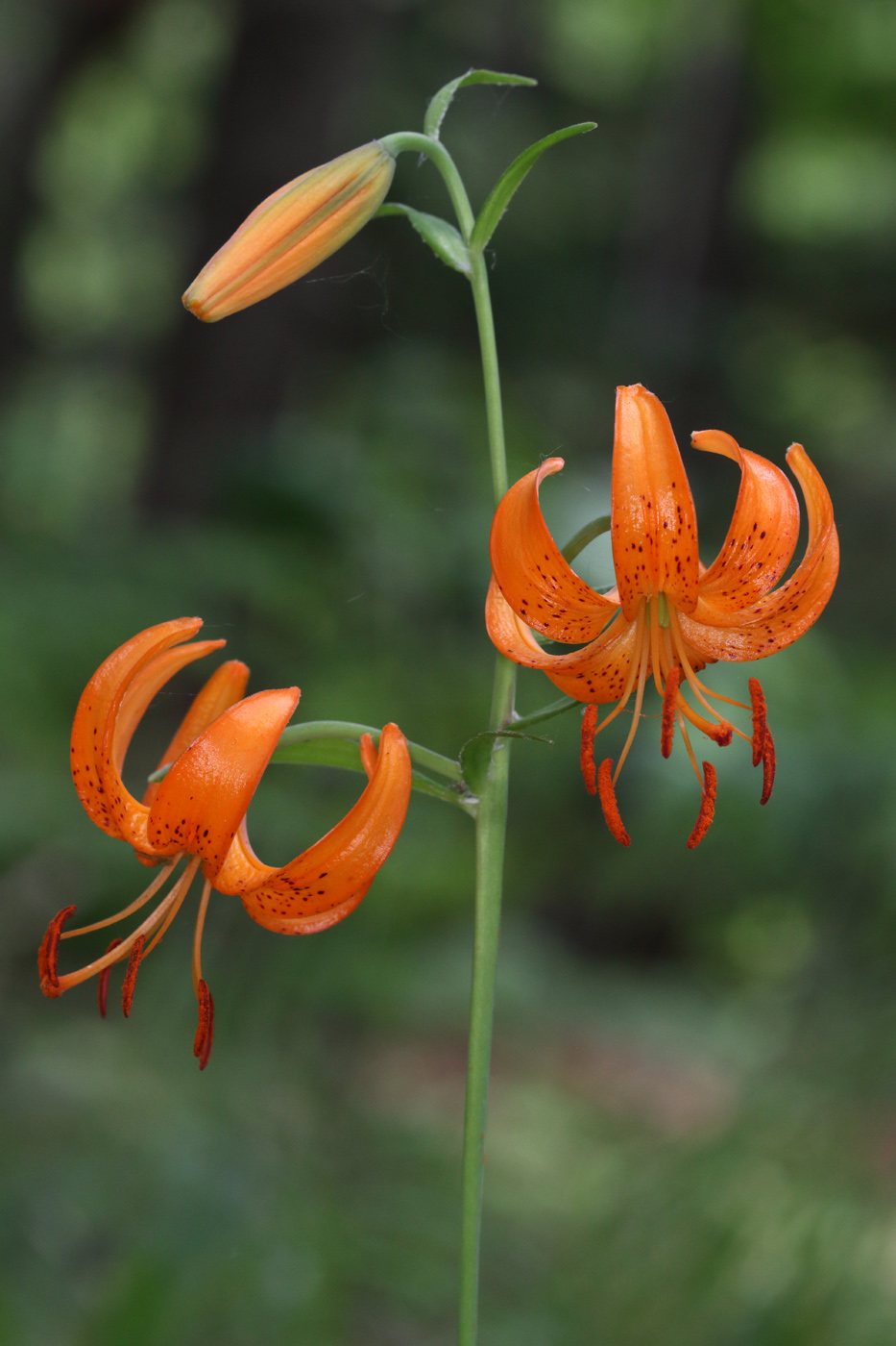 Изображение особи Lilium debile.