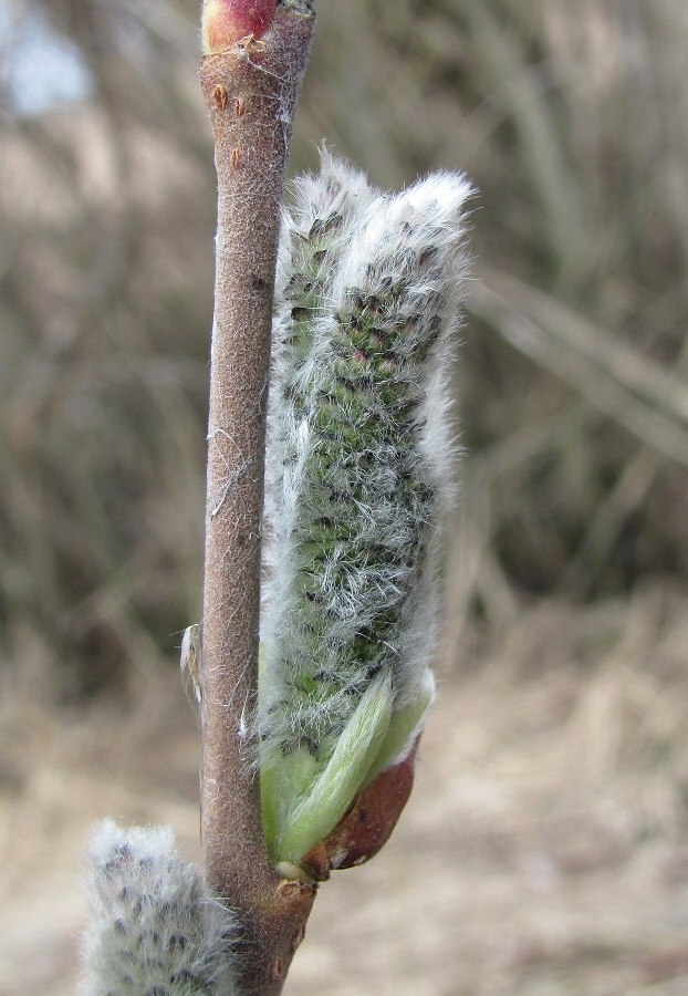 Image of Salix cinerea specimen.
