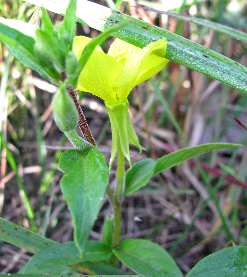 Изображение особи Oenothera rubricaulis.