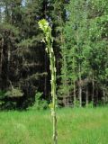 Turritis glabra