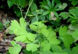 Isopyrum thalictroides. Плодоносящее растение. Москва, ГБС РАН. 09.06.2011.