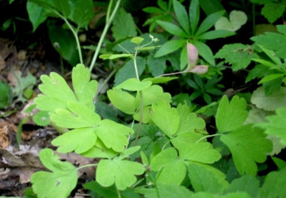 Image of Isopyrum thalictroides specimen.