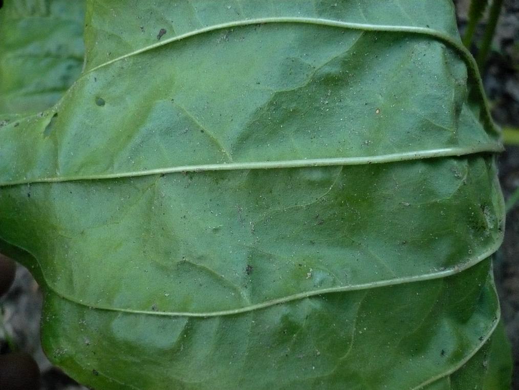 Image of Plantago major specimen.
