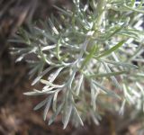 Artemisia austriaca