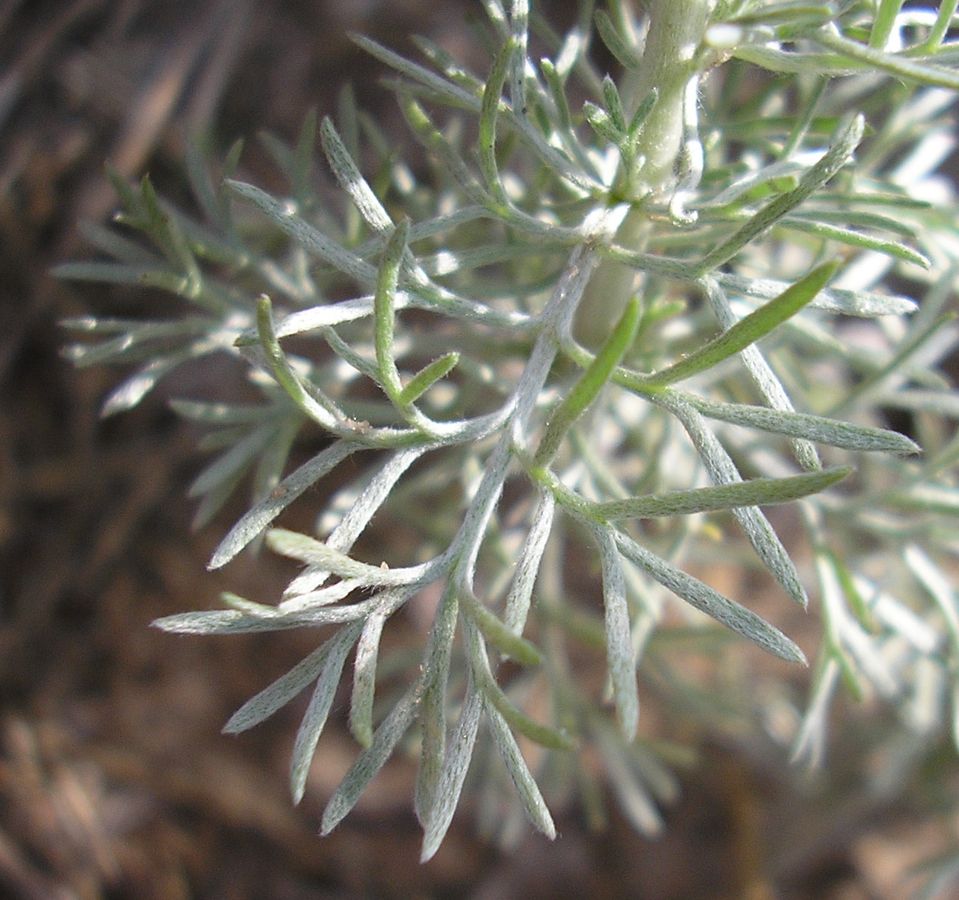 Image of Artemisia austriaca specimen.