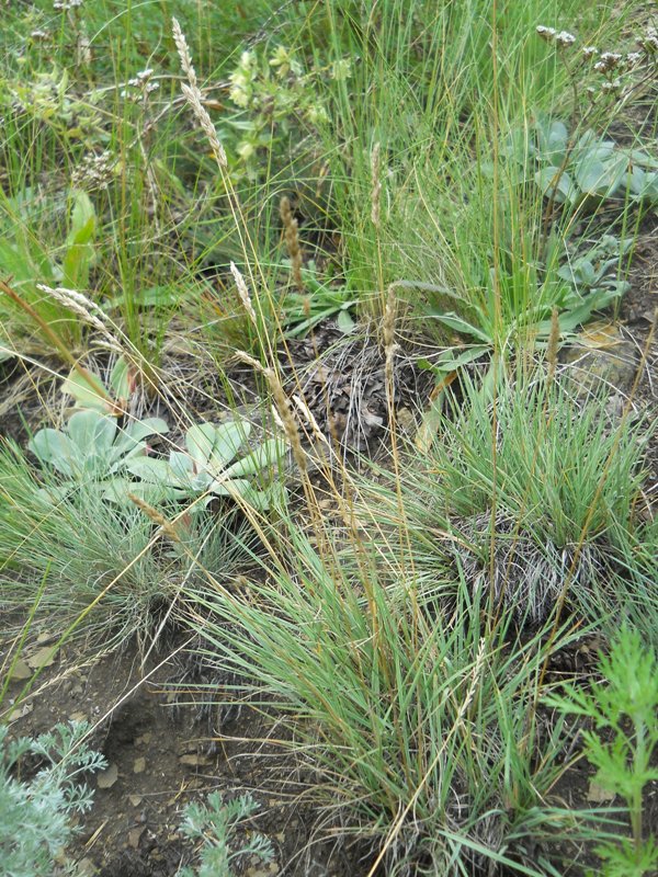 Image of Koeleria macrantha specimen.